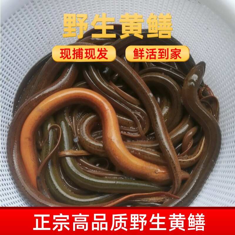 山区土黄鳝：肉质紧实，久煮不散，软糯香甜，汤鲜味美