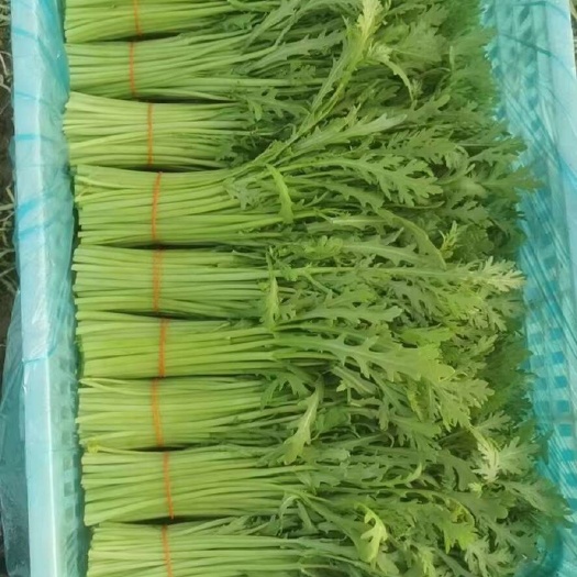 南通上海青杭白菜茼蒿菠菜芹菜生菜全国常年供货不断货！！！