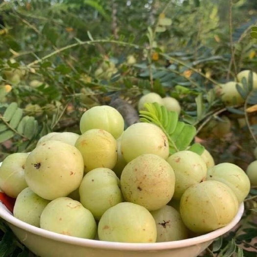正宗潮汕柿饼甜油甘新鲜油柑果
