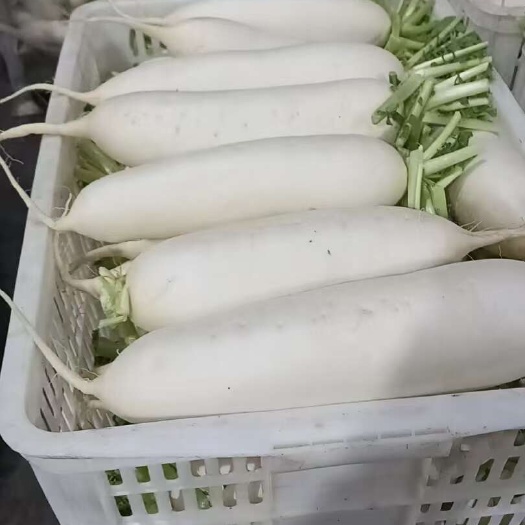 遂宁四川蓬安白萝卜大量供应