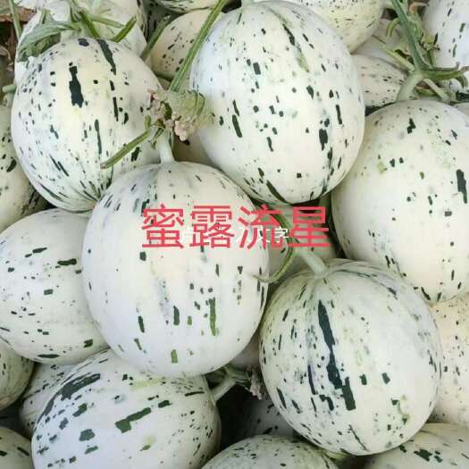 单县蜜露甜瓜  博洋甜瓜   冰清玉菇    东方密甜瓜