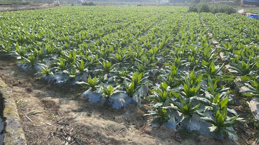 阳春市正宗八甲麦菜