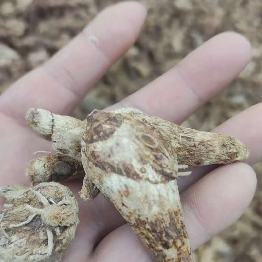 昆明白及