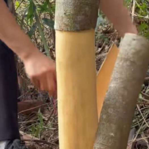 平南县现剥广西桂皮深山玉桂紫油桂 中药材高山肉桂 生桂皮 现剥发货