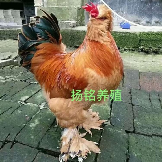 北京油鸡宫廷御鸡观赏肉用好看又好吃的鸡