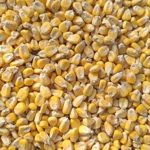哈尔滨黄糯玉米粒 玉米粒 粘玉米粒