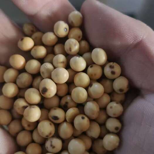 临沂黄豆，大豆炒黄豆