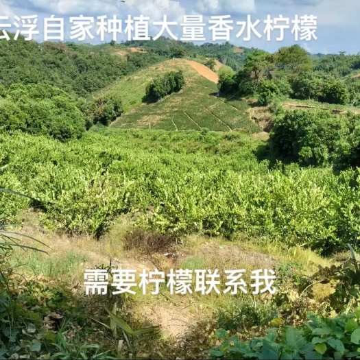 郁南县广东香水柠檬