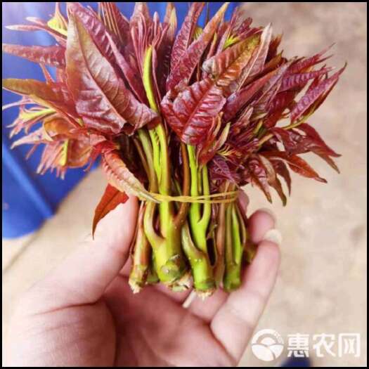 洋县新鲜香椿芽