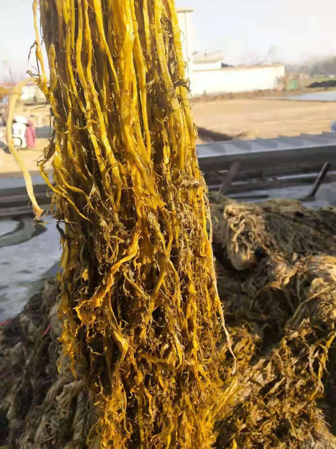大量供应价位不等的腌渍的雪菜