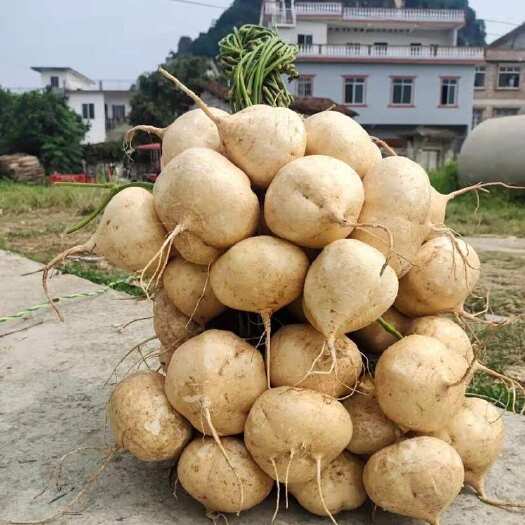 南宁广西沙地凉薯新鲜现挖白地瓜清甜脆口￼9-10斤左右整箱批发。