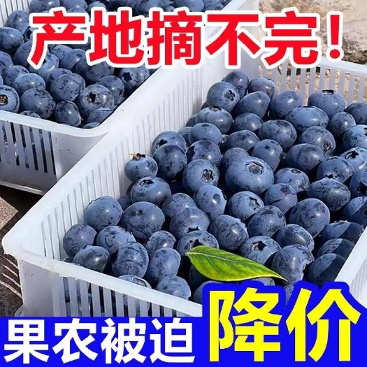 【每日精选】蓝莓鲜果，产地直销，一件代发！电商直播，大型采购