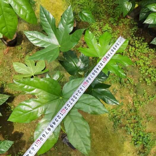 咸阳陕西杨陵优质八角金盘灌木苗木基地直销发货