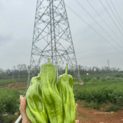 澄迈县精品泡椒，一手货源，诚信经营，大量出售