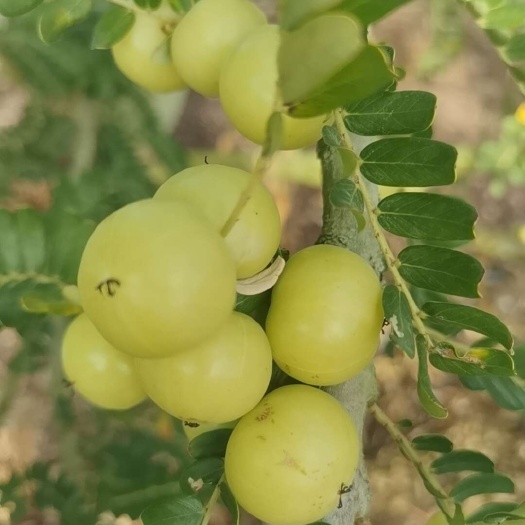 潮汕甜油甘杮饼甘翻花果