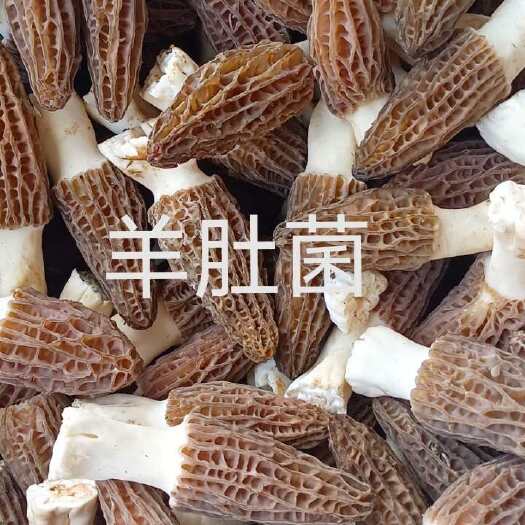 城固县新鲜羊肚菌大量上市羊肚菌干羊肚菌