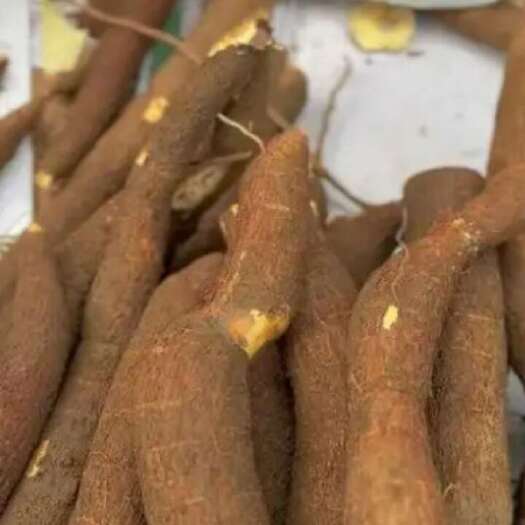 灵山县黄心木薯