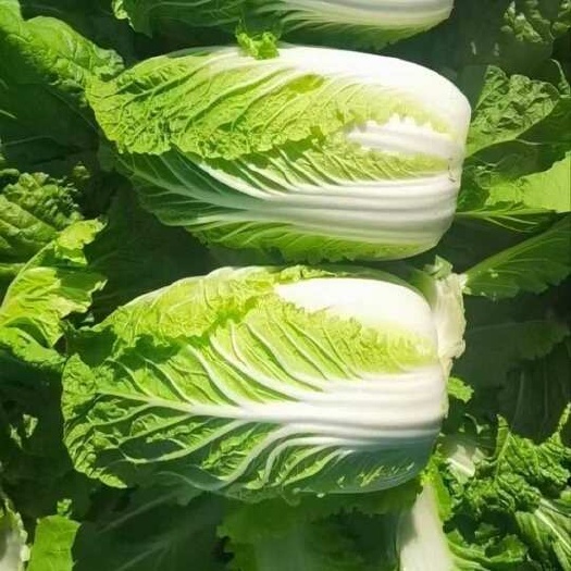 纯黄心白菜产地直发34567斤，保质保量，发往全国批发市场