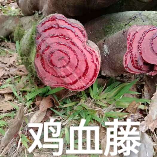 彝良县原始森林鸡血藤和血塞通