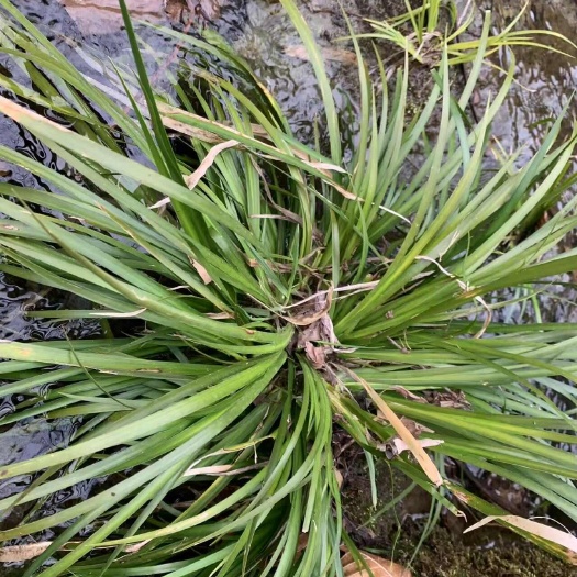 竹山县石菖蒲苗鲜货