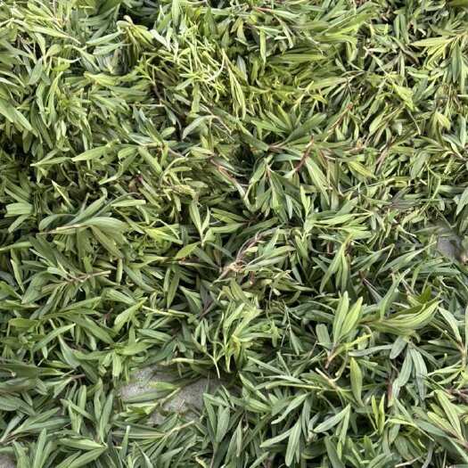 莒南县山苜楂菜