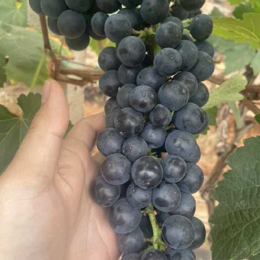 建水县夏黑蓝莓葡萄鲜果