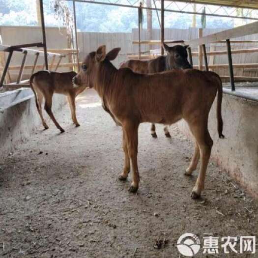 凤庆县优质小黄牛，适合圈养，