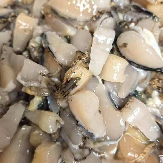 合浦县马氏贝珍珠螺肉，贝壳。