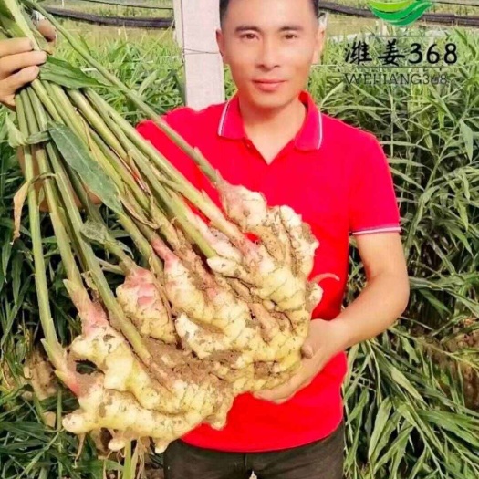 安丘市生姜（生姜种子亩产16,000斤）（368姜种平顶4号姜种）