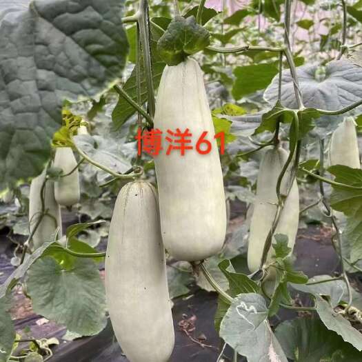 单县博洋甜瓜