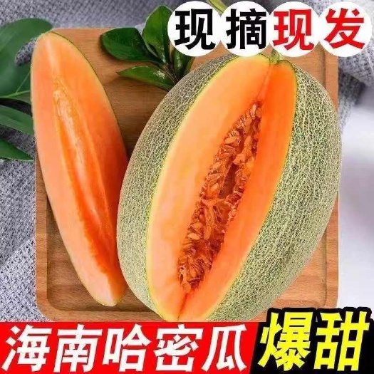 【西州蜜瓜】西州哈密瓜海南哈蜜瓜当季新鲜新疆吐鲁番哈密瓜