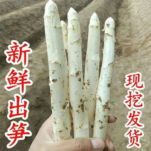 单县种植30余年经验，现挖芦笋， 甘甜清香， 值得选择！