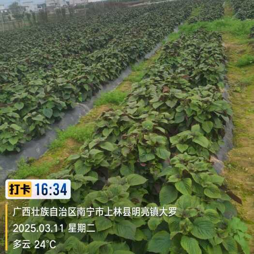 上林县紫苏鲜货，新鲜出炉，先到先得