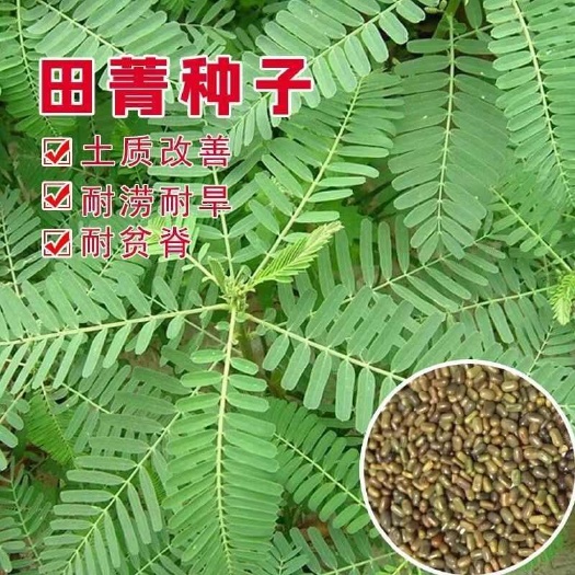 沭阳县田菁种子别名碱菁涝豆耐涝耐旱盐碱土壤改良牧草果园固氮绿肥种籽