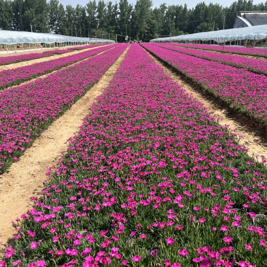 青州市山东青州直发 欧石竹花卉苗木 品质优良易种植