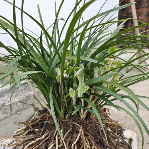随县春兰   兰花草  耐寒兰草  包邮