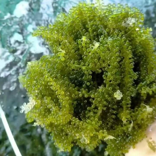 海葡萄上市啦