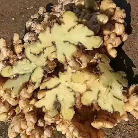 屏边县云南小黄姜