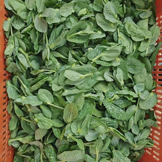 豌豆苗，基地直发。