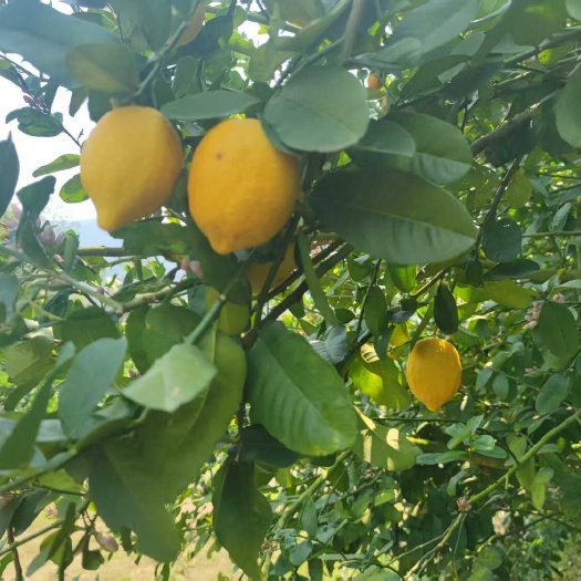 广东香水柠檬黄果