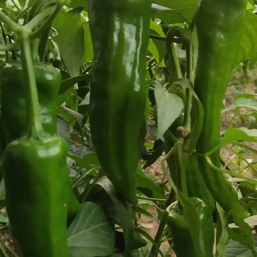北镇市东北辣椒辣妹子超辣青椒小尖椒农家自种薄皮蘸酱蔬菜