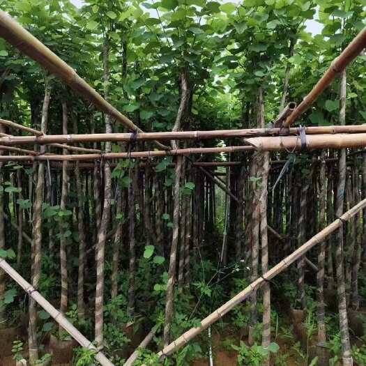宫粉紫荆2-18分，各种规格，大量低价出售