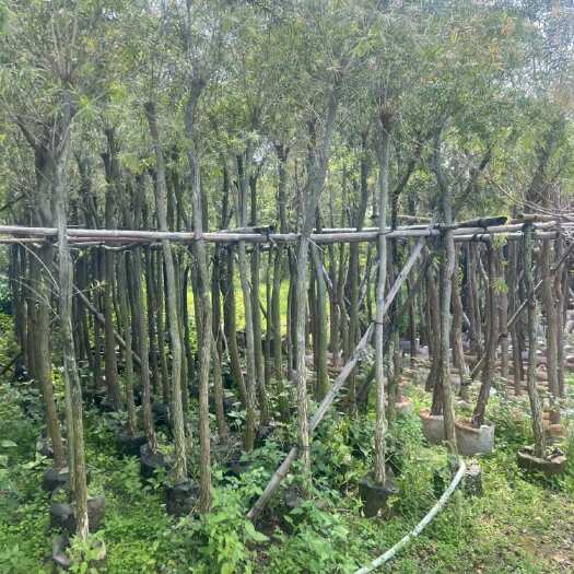 串钱柳(红千层)2-18分，各种规格，大量低价出售