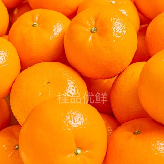 南宁广西武鸣沃柑