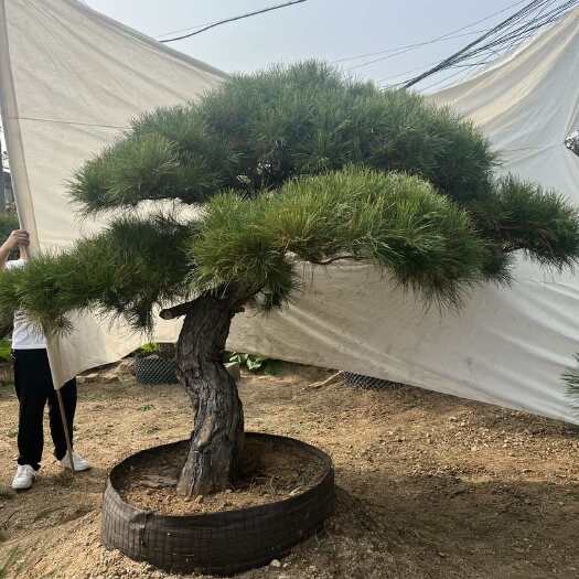 济南各种造型黑松、油松、赤松。物美价廉，欢迎咨询采购