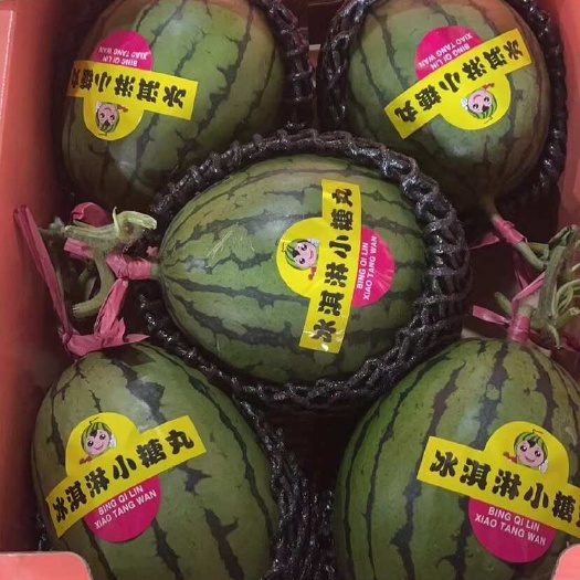莘县小糖丸西瓜 2k西瓜