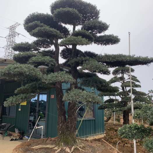 北海一棵41公分的双杆造型罗汉松，中叶无果，高4米，冠幅4.6米
