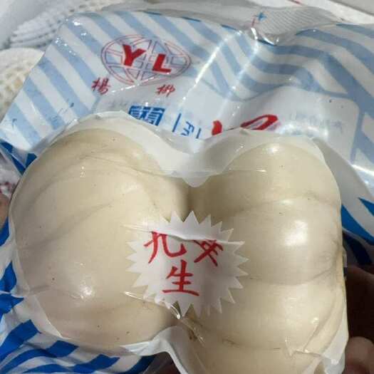 广州兰州百合，小皇，大黄，大三头，小三头，二头等等！