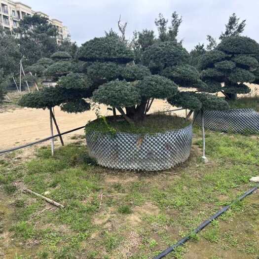 北海20公分罗汉松盆景，高1.5 米左右，冠幅2-3米