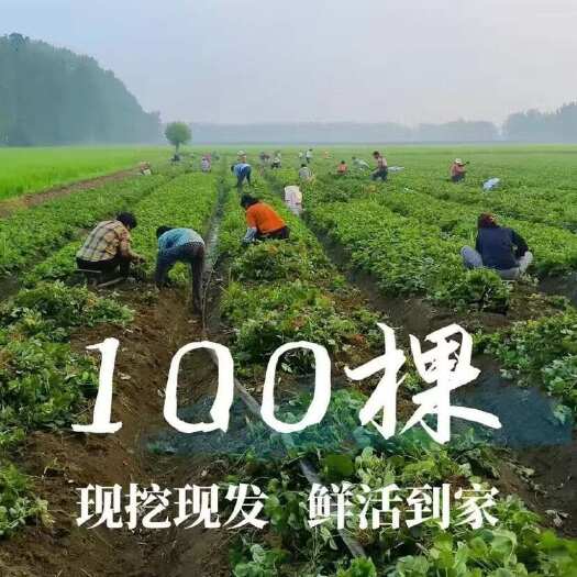 沭阳县草莓苗草莓秧苗奶油草莓苗地栽种植南北方种植果树健康种苗